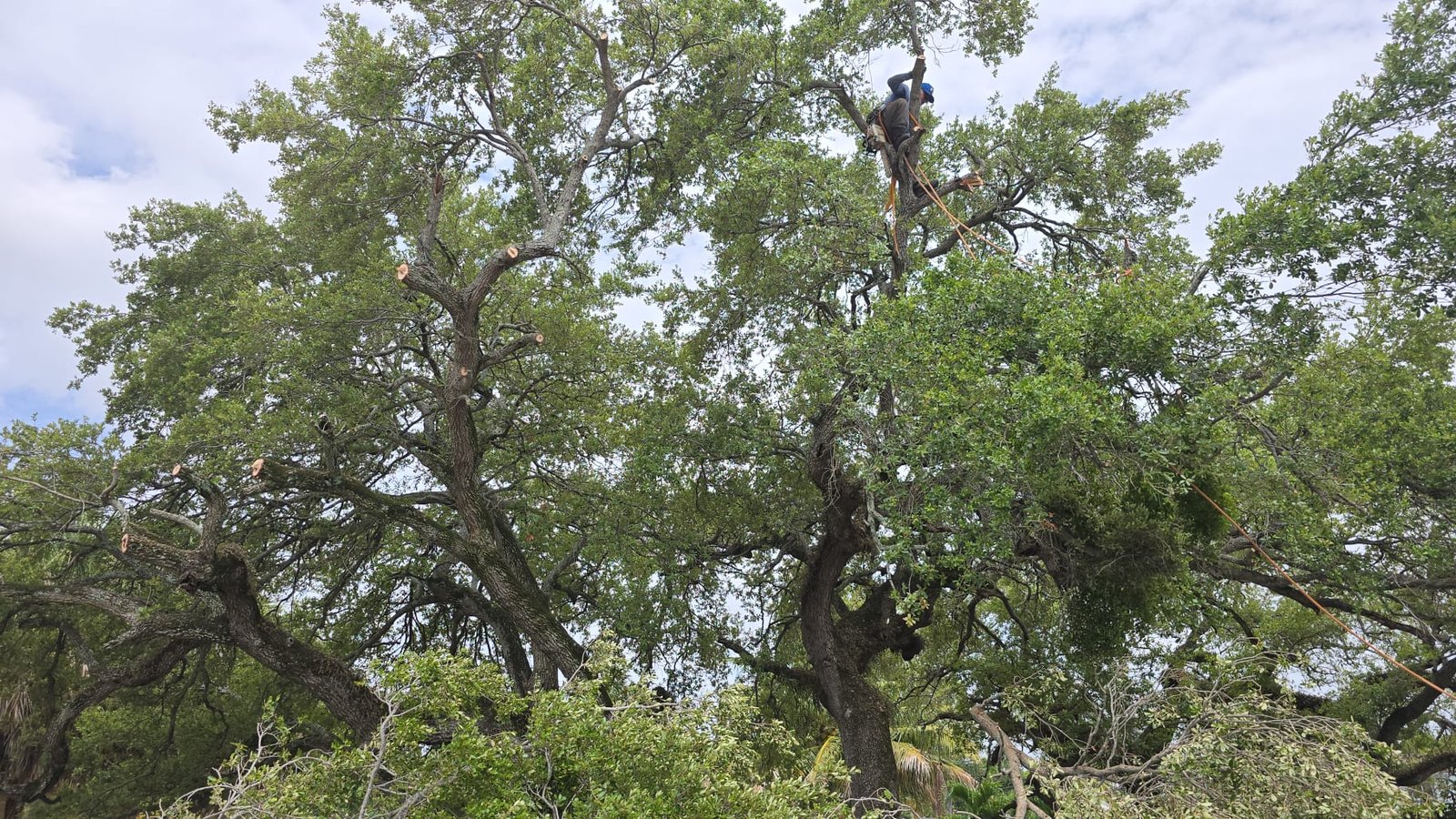 King Landscaping crew trimming a large tree